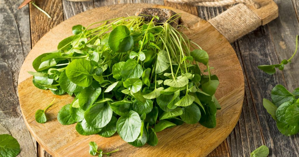 watercress zz 230816 e65731