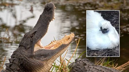 Betty White Chicken Alligator Australia