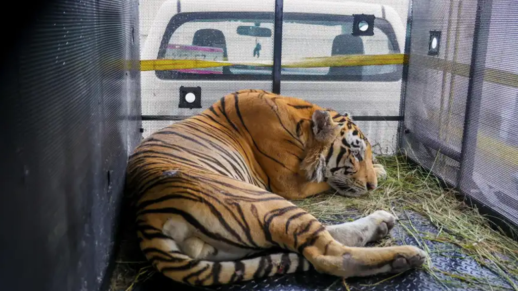 Escaped tiger captured in Mexico border town