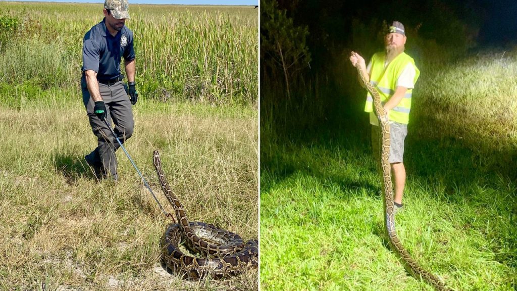 Florida Python Challenge Split