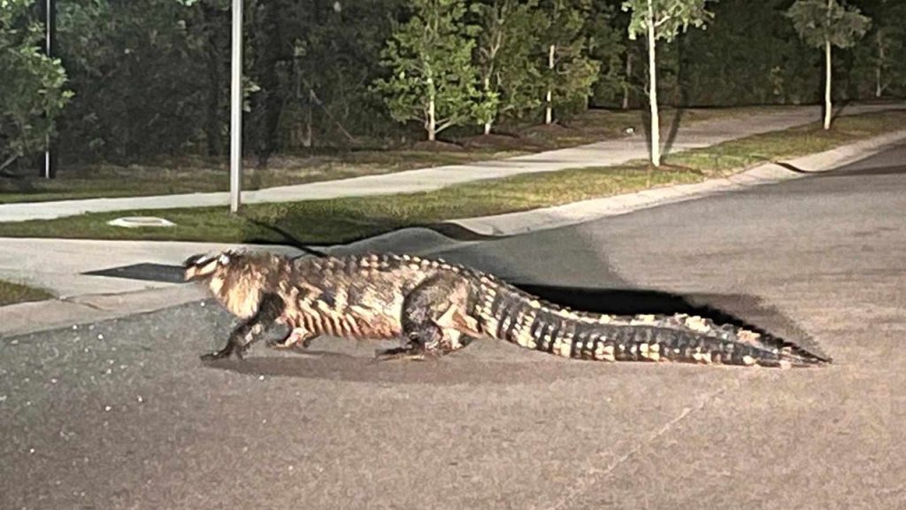 North Carolina Gator 1