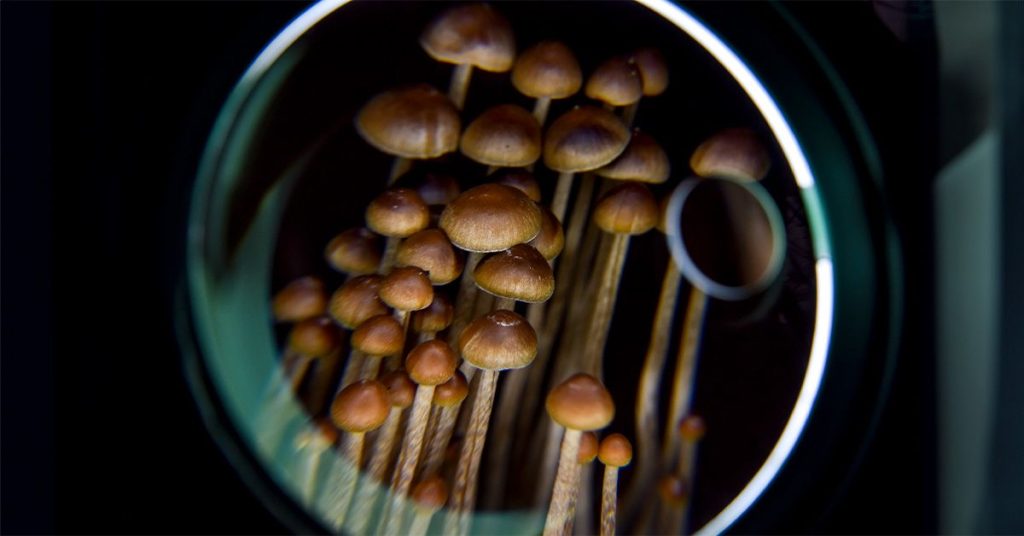 Psilocybin magnifying glass 1200 628 facebook