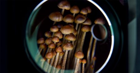 Psilocybin magnifying glass 1200 628 facebook