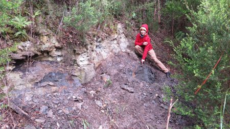 ancient plant fossils rainforest