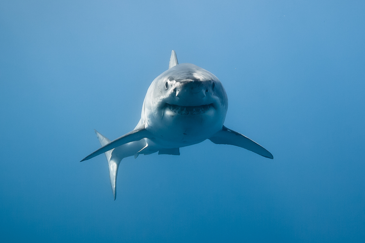 great white shark