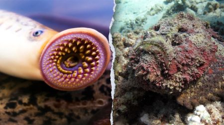 lamprey stonefish