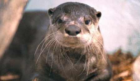 otter