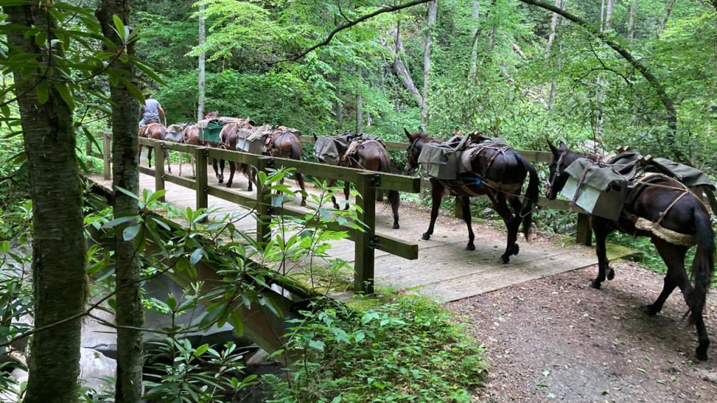 Ranchers lead mules through debris in North Carolina to bring supplies to communities in need