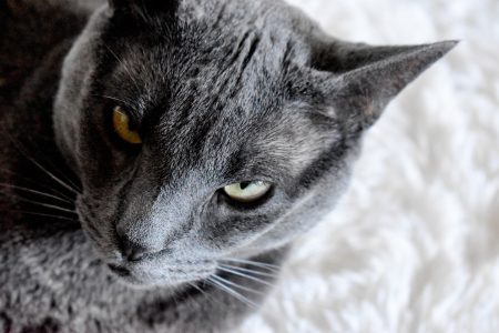 angry russian blue cat