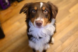 australian shepherd sitting inside