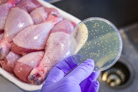 bacterial culture plate chicken meat