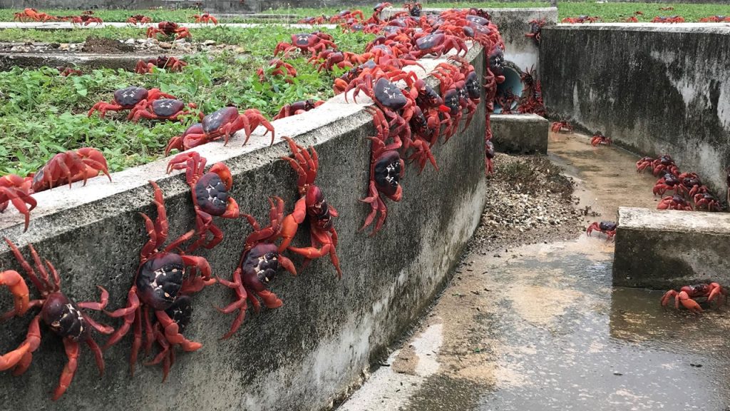 crab migration