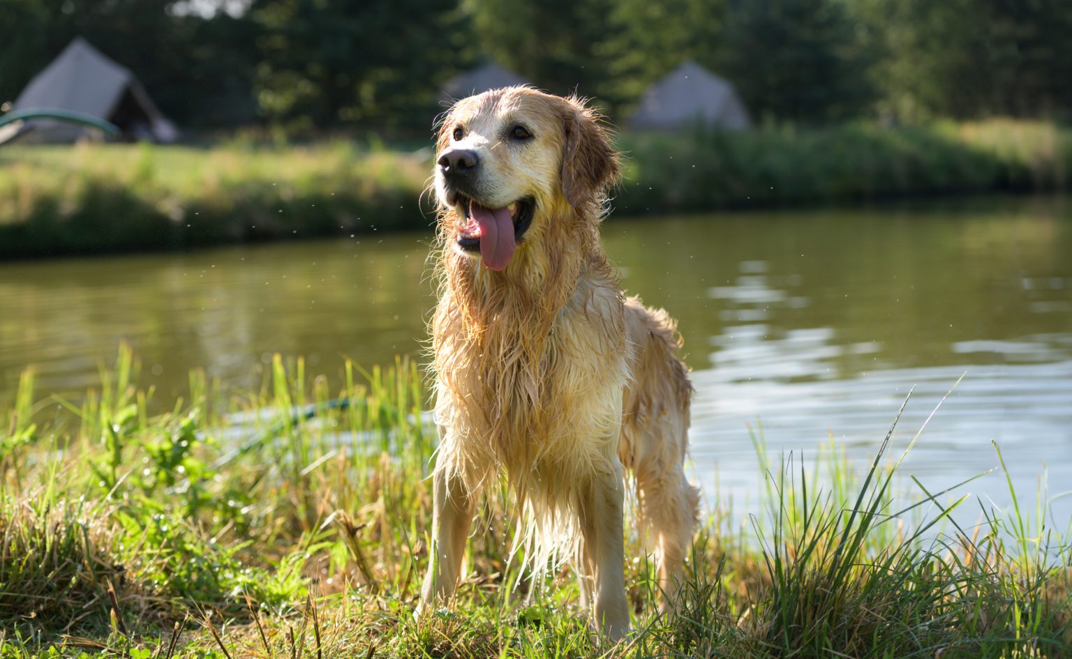 dog gets out lake