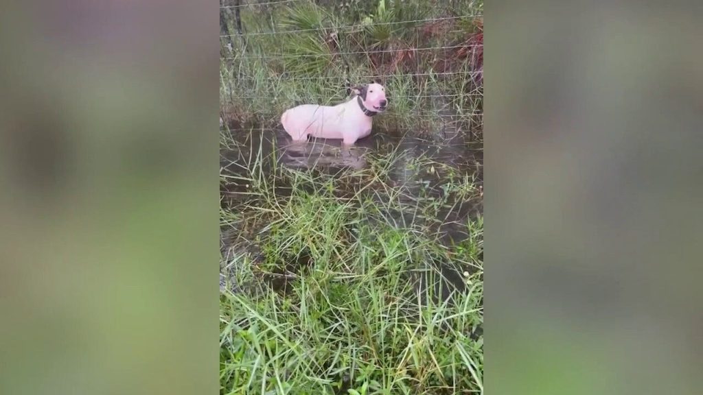 florida troopers rescue dog tied to pole as hurricane milton barrels toward state 1