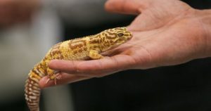 gecko salmonella outbreak