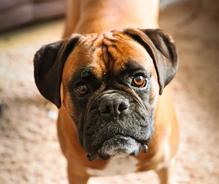 boxer dog standing carpet