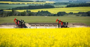 canola canada china