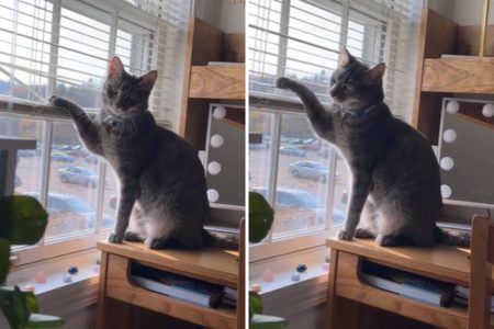 cat playing window blinds