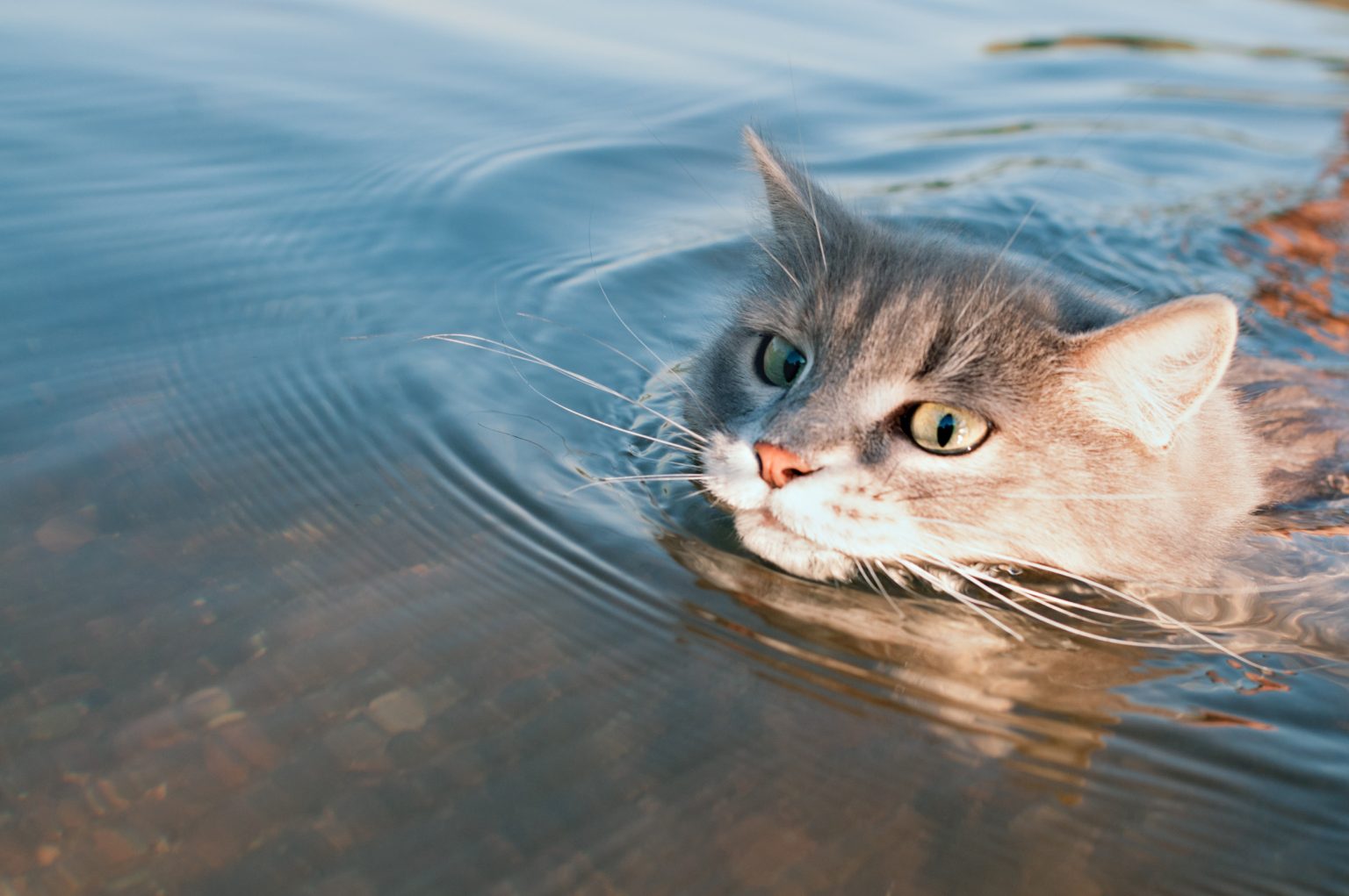 cat swimming water