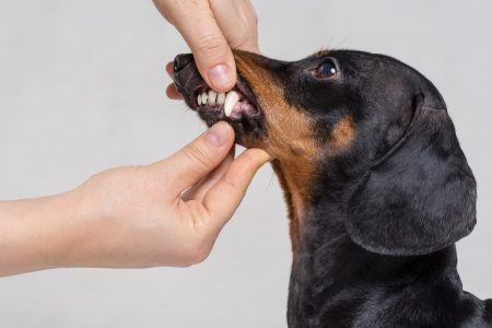 dog gets teeth checked