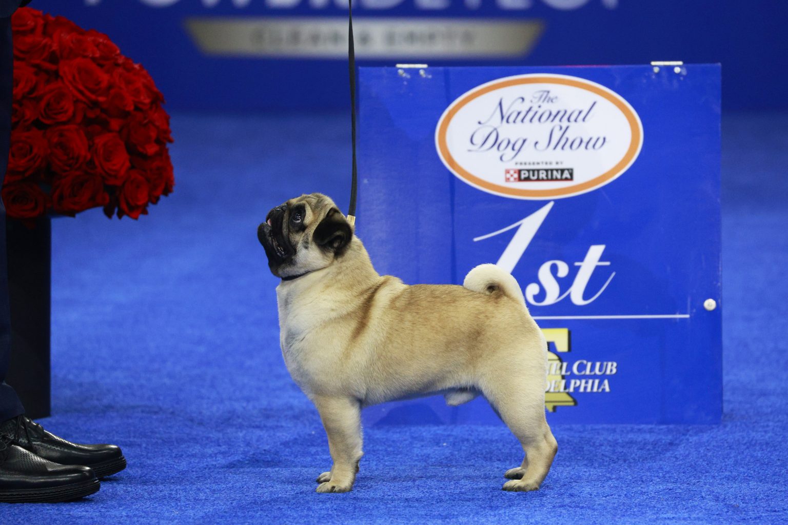 national dog show winner vito