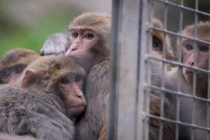 rhesus macaques