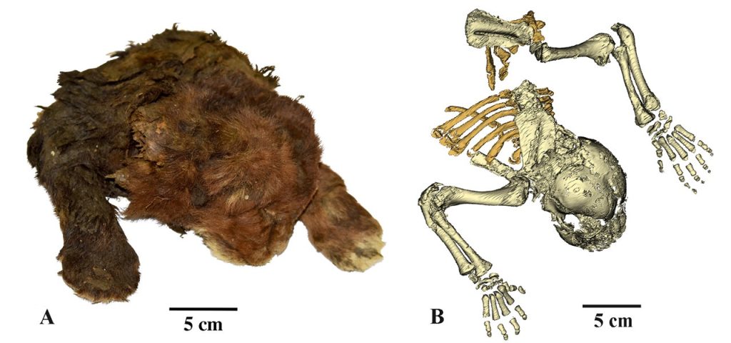 skeleton extinct cub