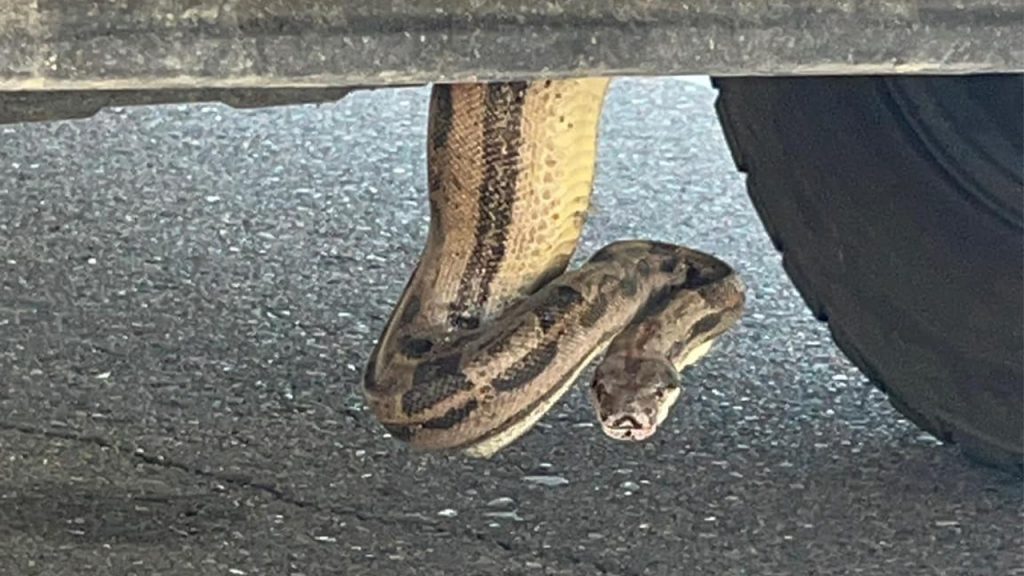 snake under truck