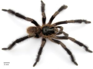 tarantula