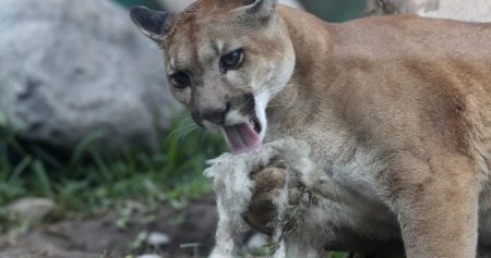 Cougar