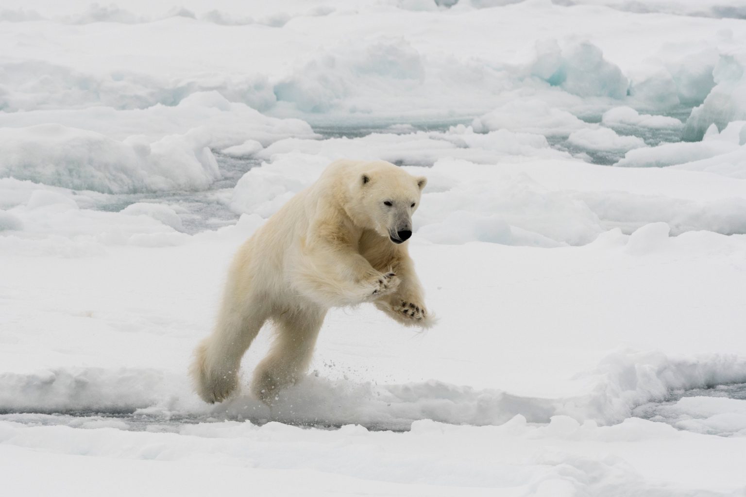 Polar bear getty