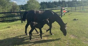 WEB FOAL