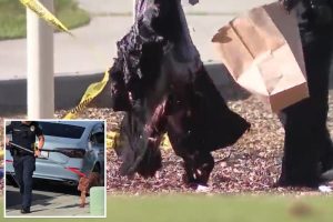 california man dead mauled dog 95432992