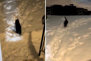 cat running snow