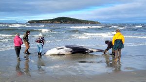 cb26bf2a new zealand rarest whale