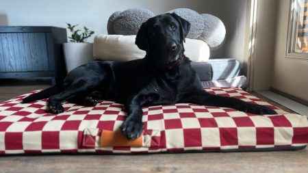 dog bed testing 1