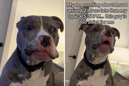 dog venting about owners tardiness