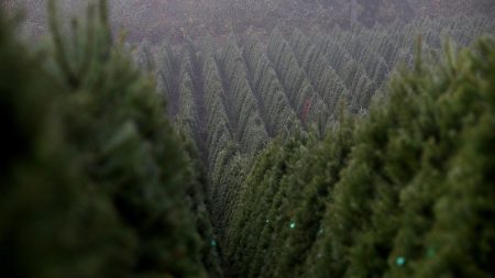 holiday tree farm oregon