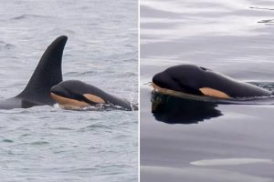 killer whale mom made headlines 95849172