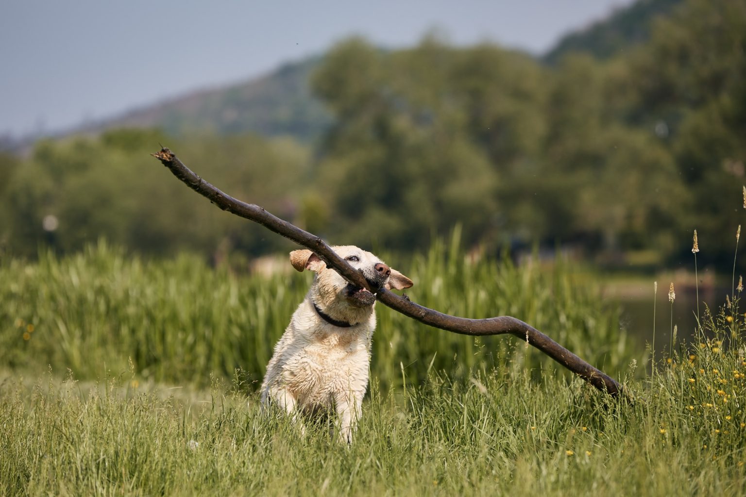 labrador carries large stick walk