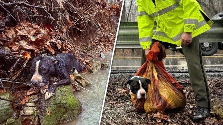 tennessee dog rescued thumbnail