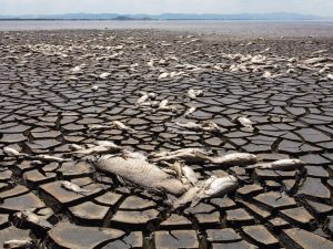 AFP 20250108 36T634B v3 HighRes CorrectionFilesMexicoEnvironmentDroughtFishLago 1736487918