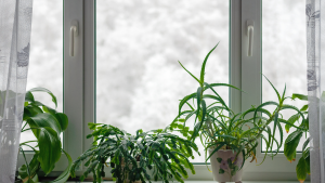 commerese houseplants winter care istock 1289471894