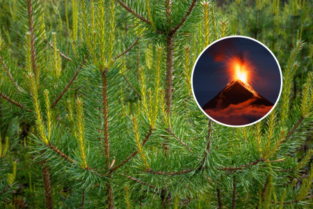 pine tree eruption