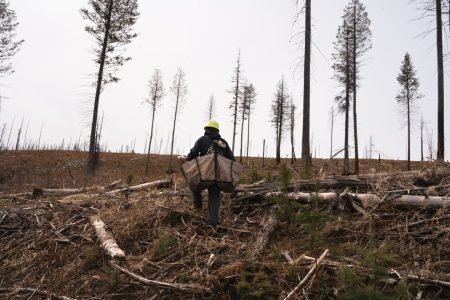 Planter on project site Mast Reforestation 1260x840