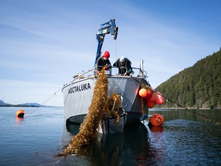 Pulling Kelp Lines in Cordova Credit Native Conservancy