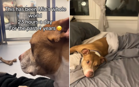 mia has spent four years shelter