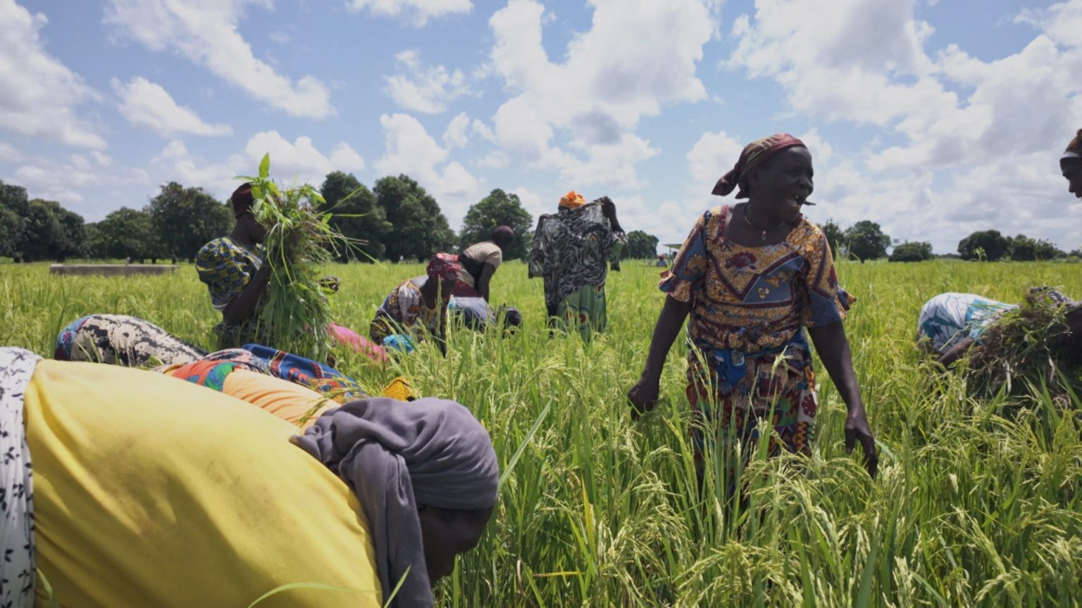 offensive agricole burkina faso YT 1739963276