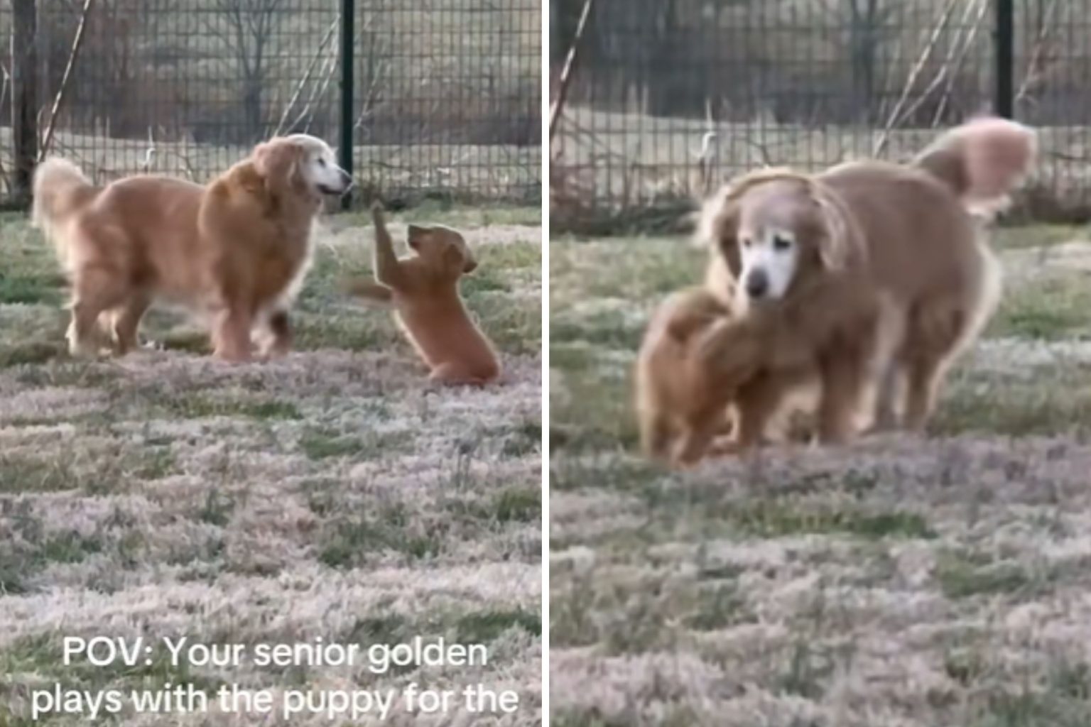 senior dog playing puppy