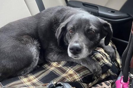 senior dog returned 3 times